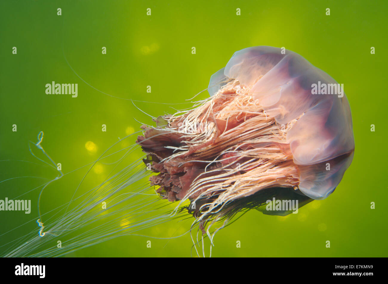 Lion es Mane Jellyfish (Cyanea Capillata) weißes Meer, Karelien, Arktis, Russische Föderation Stockfoto