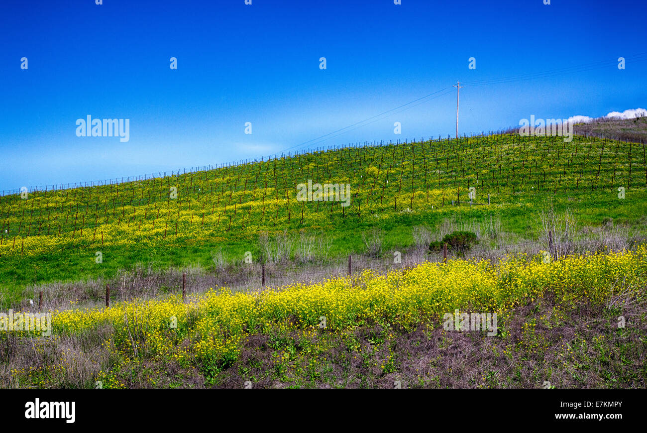 Sanfte Hügel, bedeckt mit reihenweise Weinreben in den gepflegten Weinbergen von Kalifornien Wein-Land. Stockfoto