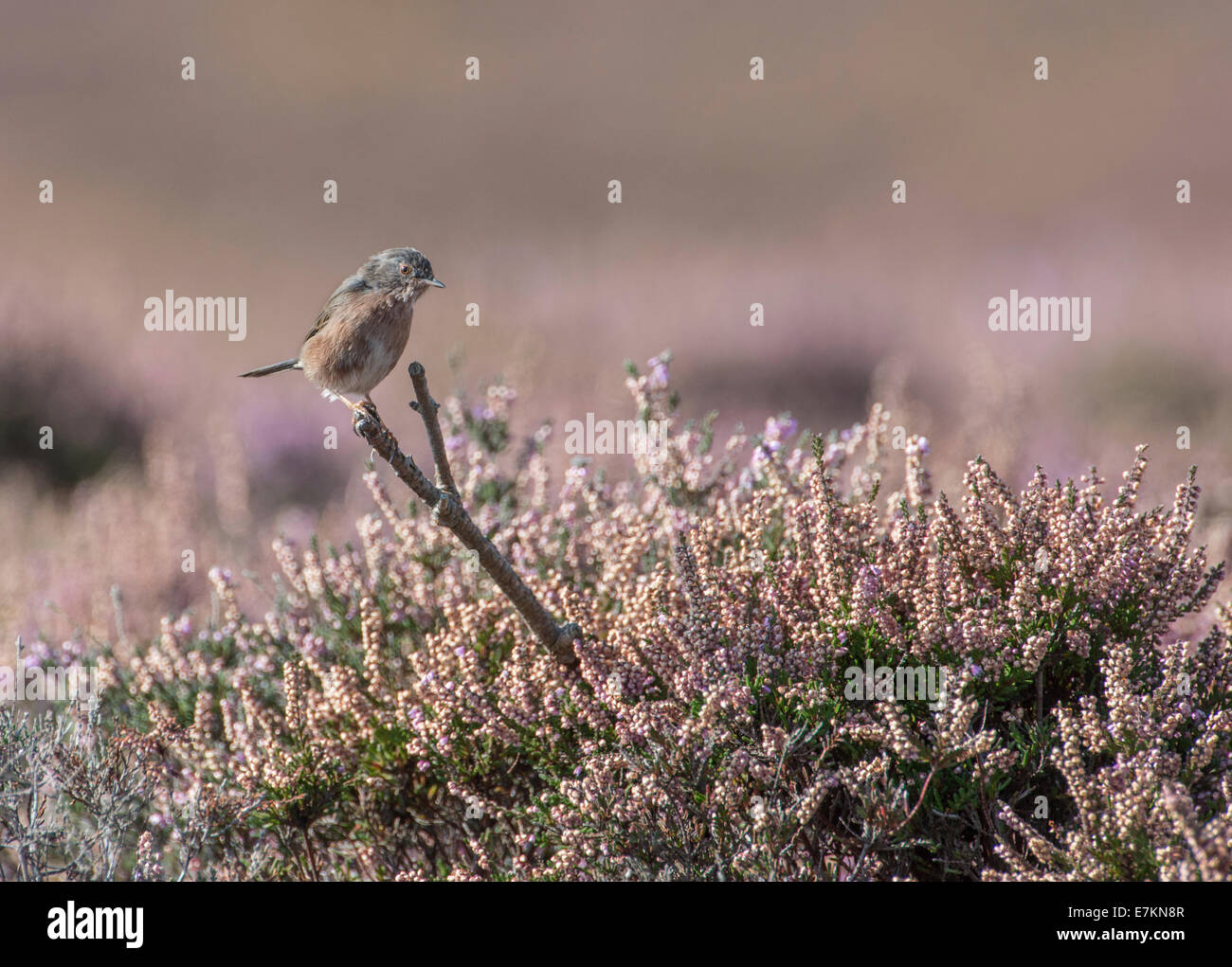 Dartford Warbler (Sylvia Undata) Stockfoto