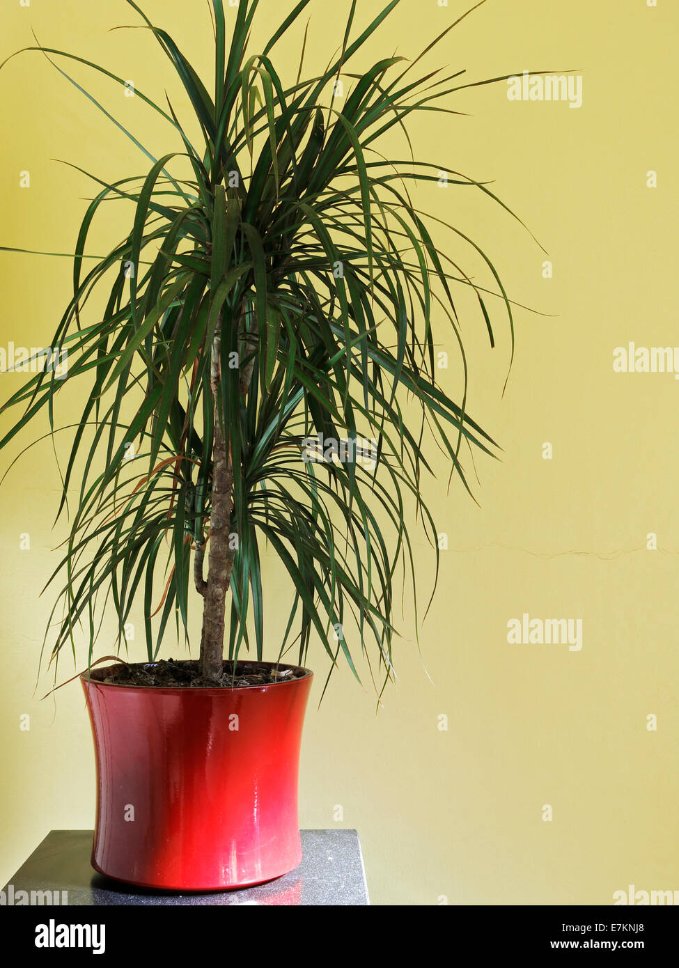 Drachenbaum dracaena marginata -Fotos und -Bildmaterial in hoher Auflsung   Alamy