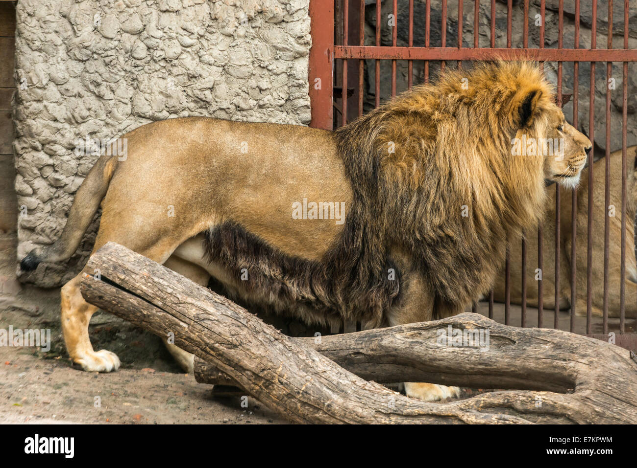 Einen großen Löwen bewachen den Käfig Stockfoto