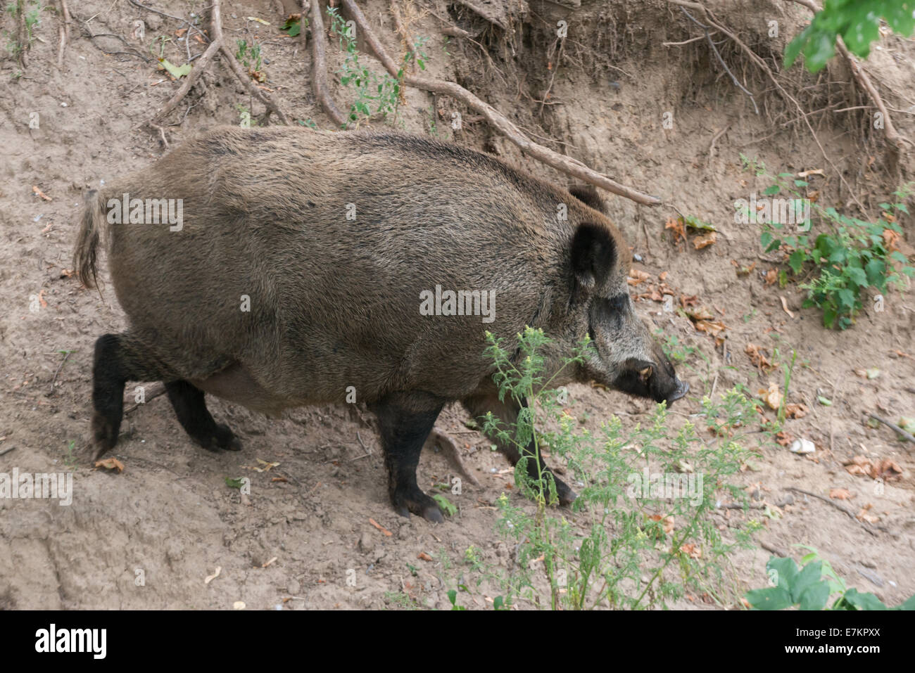 Groß und Fett Wildschweine im Wald Stockfoto