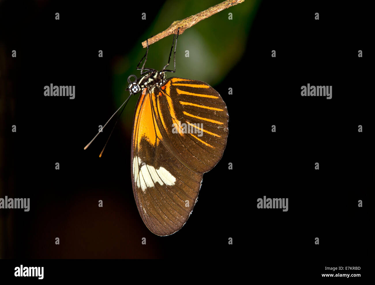 Schlafende tropischen Schmetterling Heliconius Erato, Familie Nymphalidae, Tambopata National Reserve, Madre De Dios, Peru Stockfoto