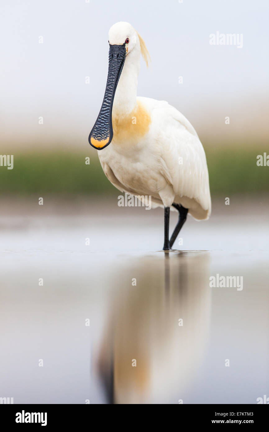 Eurasische Löffler (Platalea Leucorodia) in einem flachen Sumpf waten Stockfoto