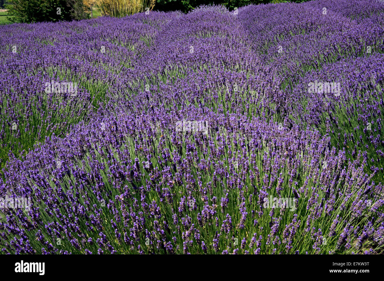 Lavendelfeld, Pflanzen helle und dunkel lila Blüten in Hügel Stockfoto