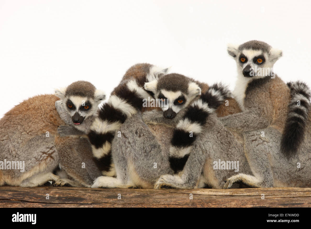 Eine Familie von Ring Tailed Lemuren Stockfoto