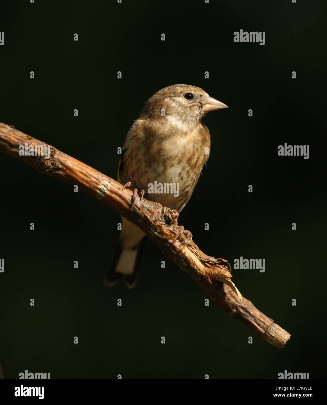 Porträt einer jungen Stieglitz Stockfoto