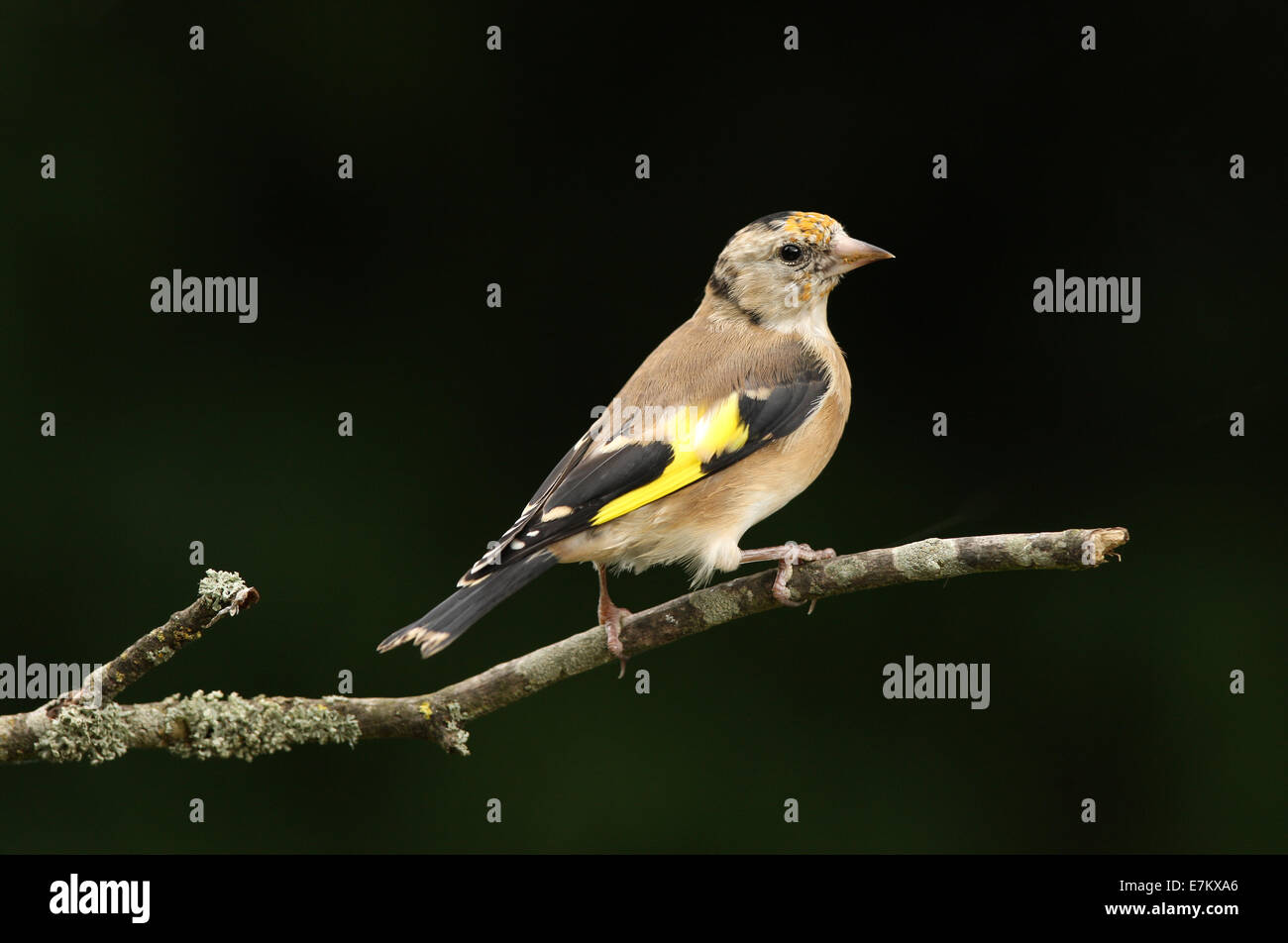 Porträt einer jungen Stieglitz Stockfoto