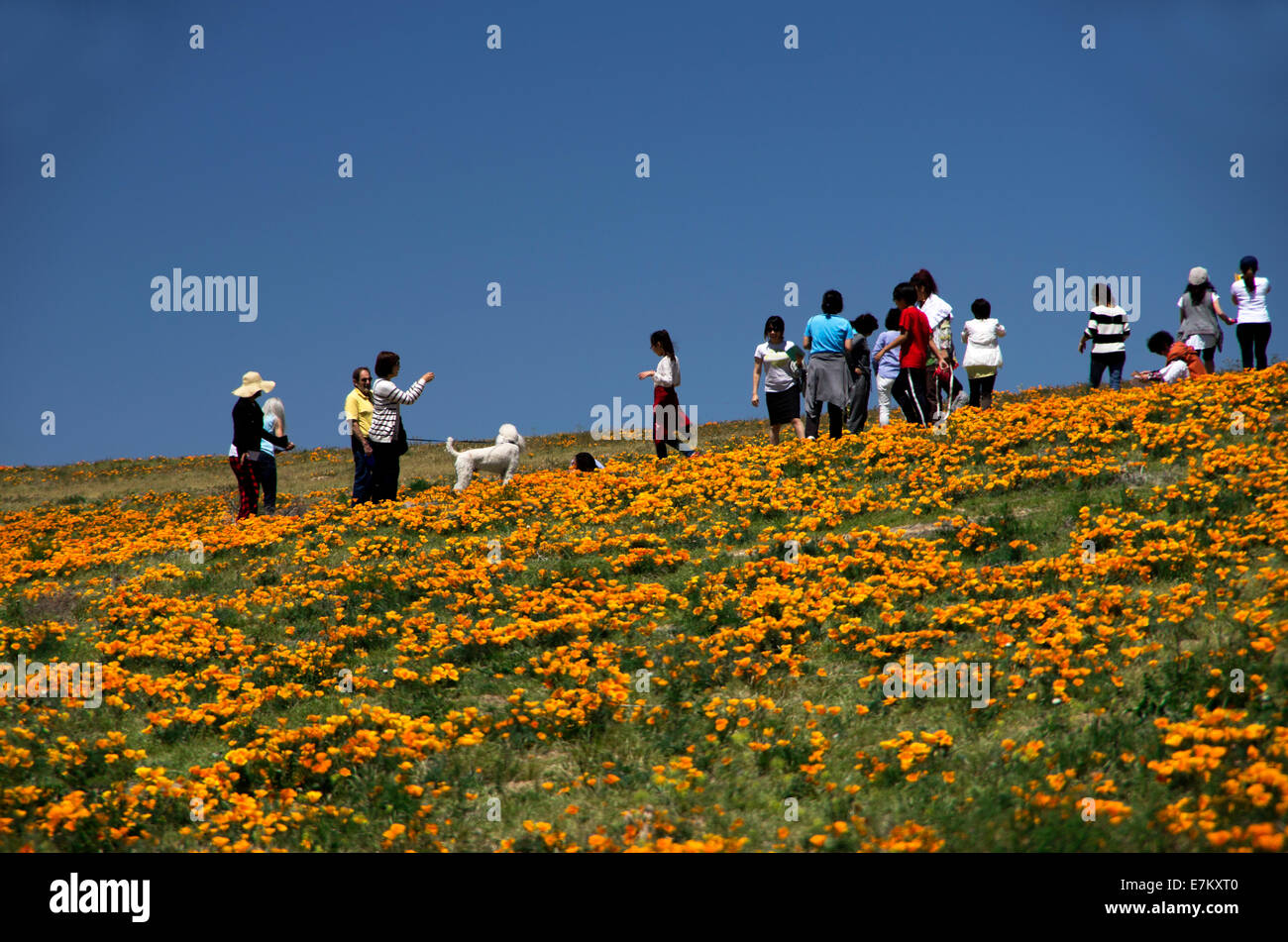 Schar von Männern, Frauen und Kinder zu Fuß in California Poppy Reserve-Feld Stockfoto