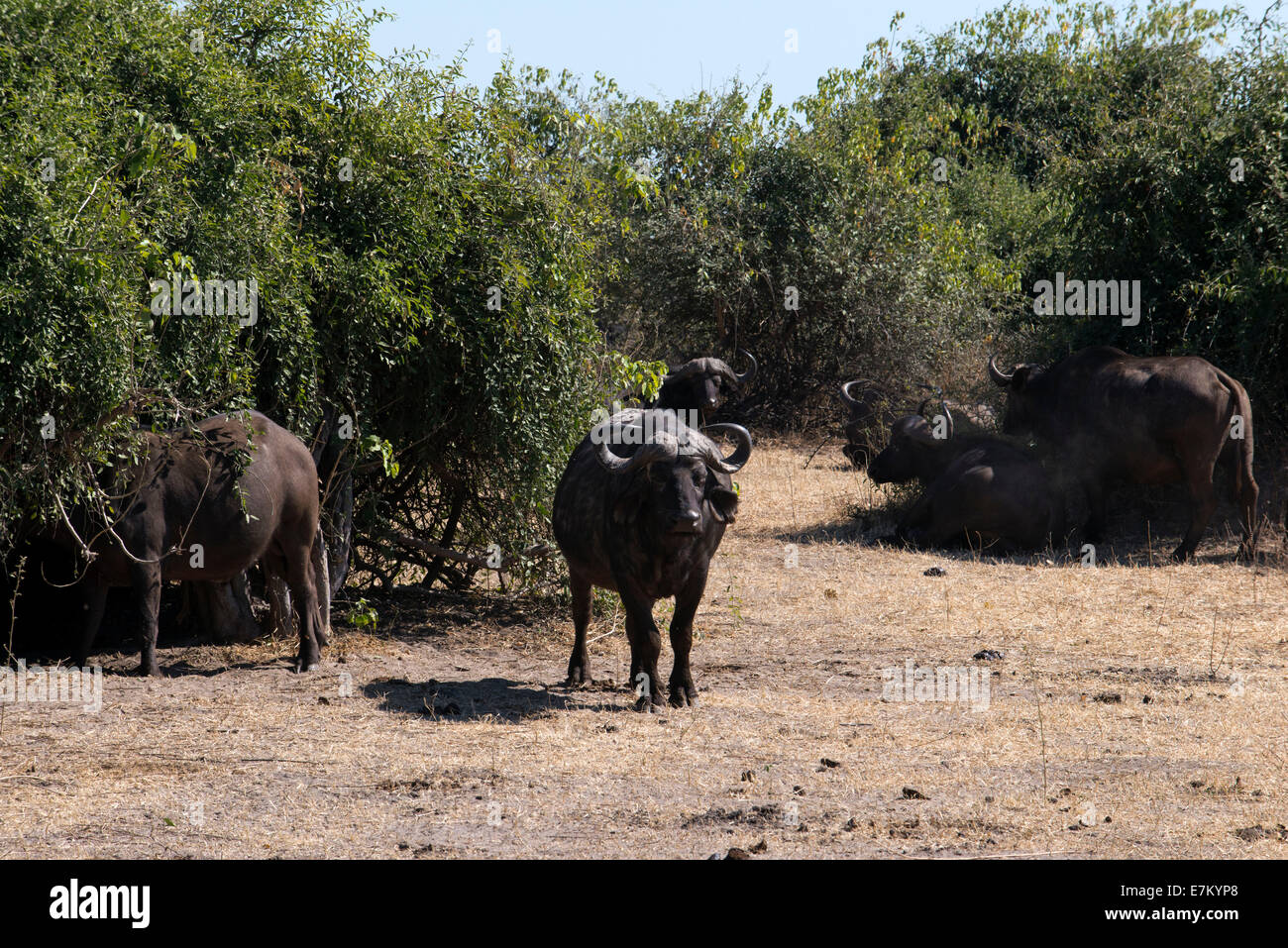 Afrikanischer Büffel (Syncerus Caffer) zwei Erwachsene Männer, quer verfolgen in Savanne, South Luangwa N. P., Sambia. Buffalo Camp Stockfoto