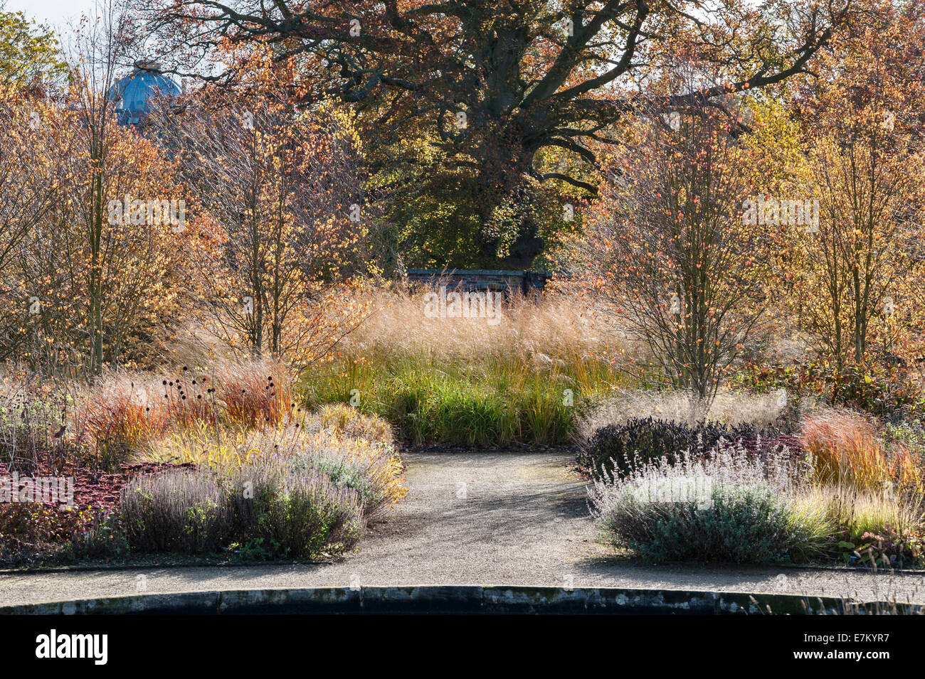 Scampston Walled Garden, Yorkshire, Großbritannien, entworfen von Piet Oudolf. Katsura Bäume bieten einen reichen Duft im Herbst Stockfoto