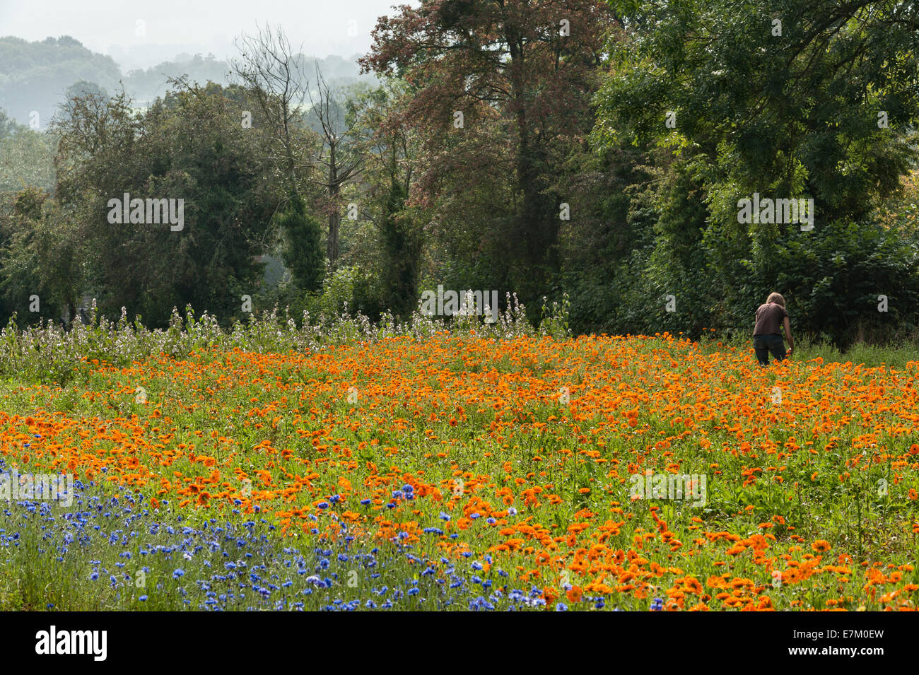 Calendula-Blüten (Ringelblume), die zur Verwendung als pflanzliches Heilmittel geerntet und zu einer beruhigenden Sahne verarbeitet werden, in Herbfarmacy, Herefordshire, Großbritannien Stockfoto