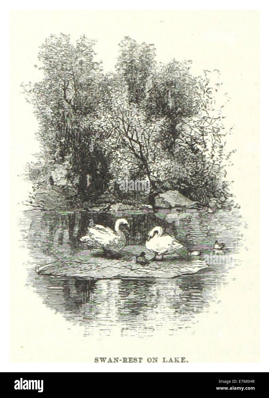 NYC-CentralPark (1869) p074 Swan Erholung auf See Stockfoto