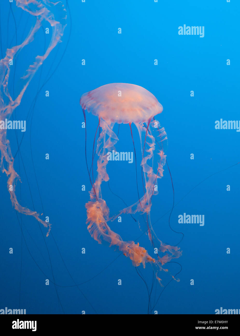 Quallen am Long Beach Aquarium of the Pacific, uns, 2014. Stockfoto