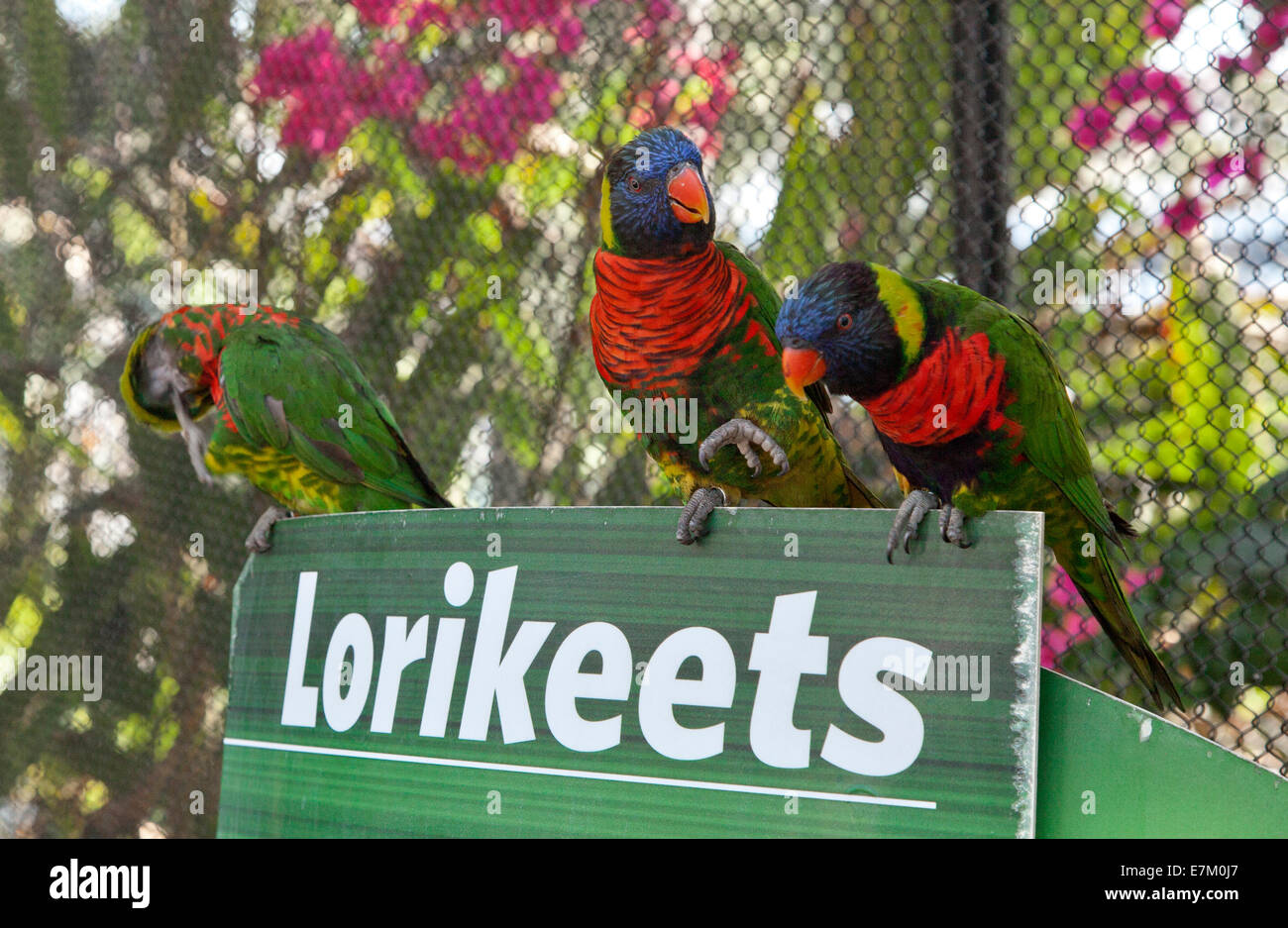 Lorikeets am Long Beach Aquarium of Pacific, CA, USA, 2014 Stockfoto