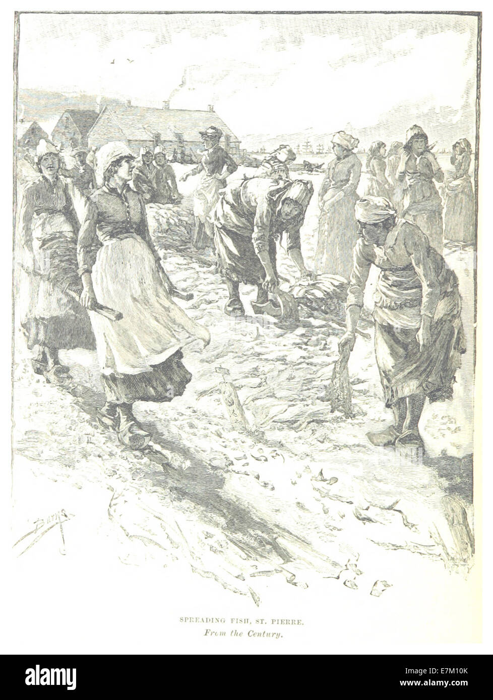 Eine Illustration von Prowse aus dem Jahr 1895, die den Prozess der Fischverbreitung in St. Pierre, Neufundland, darstellt. Das Kunstwerk gibt Einblicke in die Fischereitätigkeiten der Region. Stockfoto