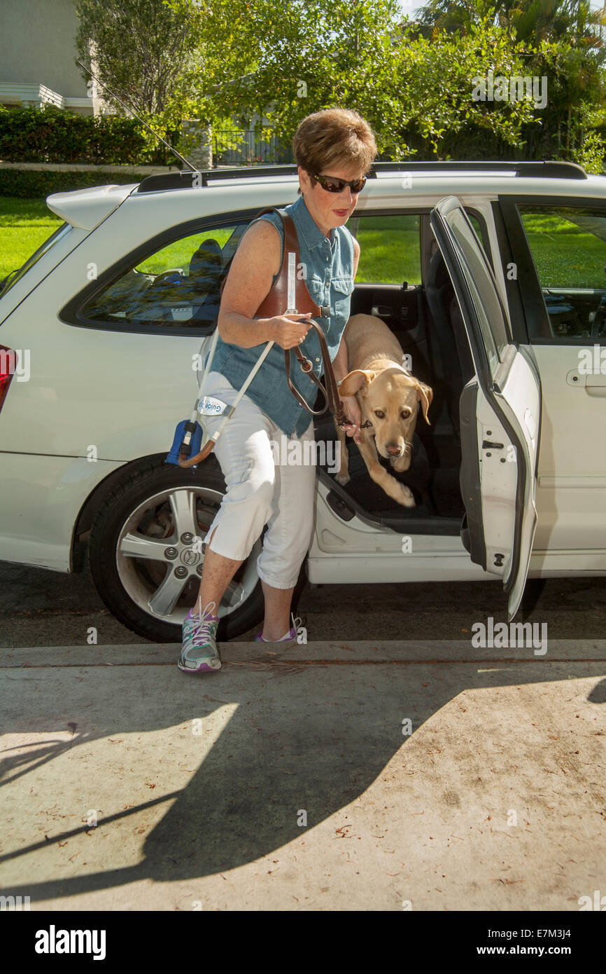 Verwenden ihre Hand, um die Tür zu finden, Manöver eine blinde Frau in einem Vorort Irvine, CA, ihre gelben Labrador Retriever Blindenhund in Stockfoto