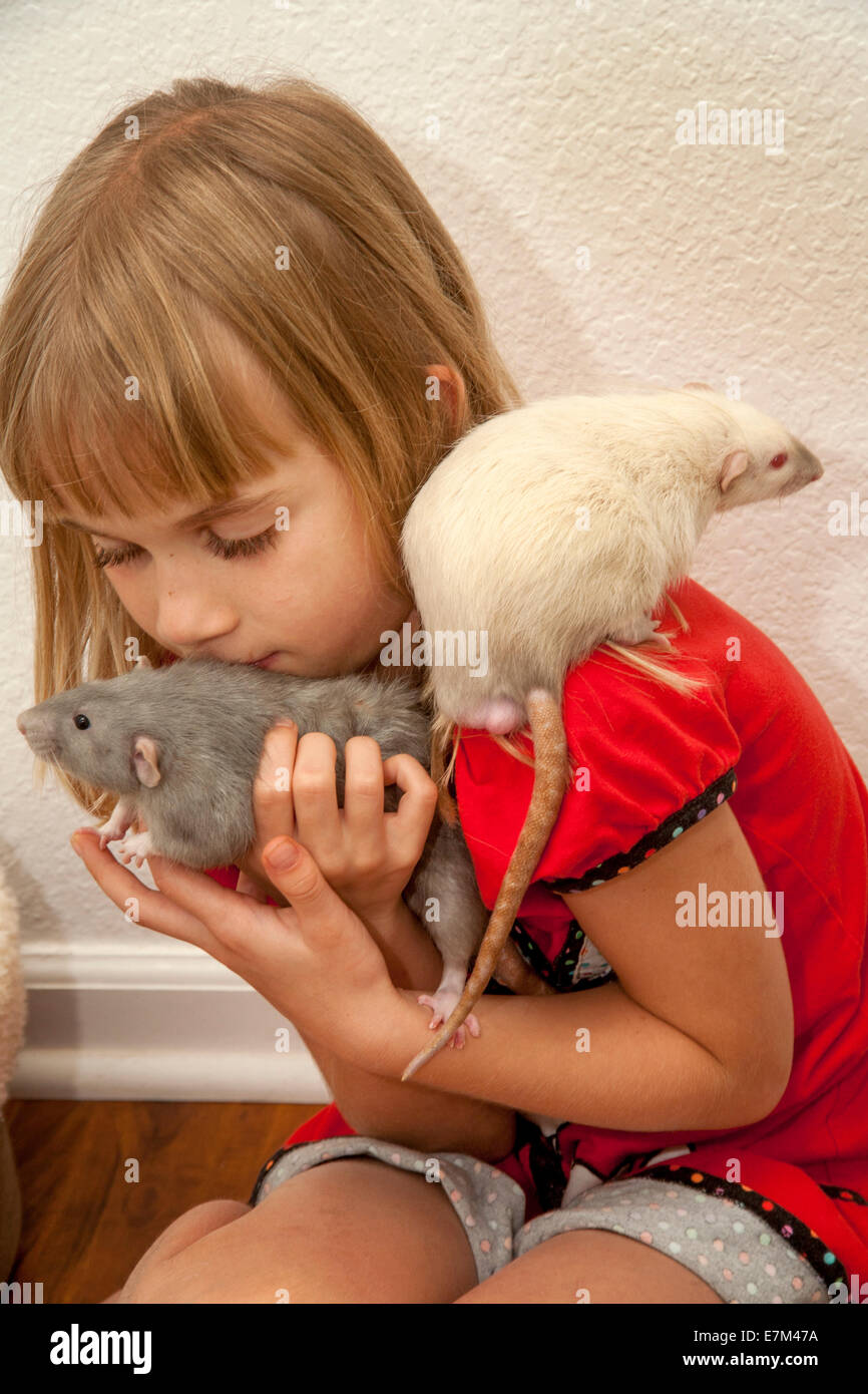 Ein acht-Year-Old Girl spielt mit ihrem Haustieren Ratten zu Hause in Lake Forest, Kalifornien. Die weiße Ratte ist ein Siamese, die blaue Ratte ein Misty Blue Stockfoto