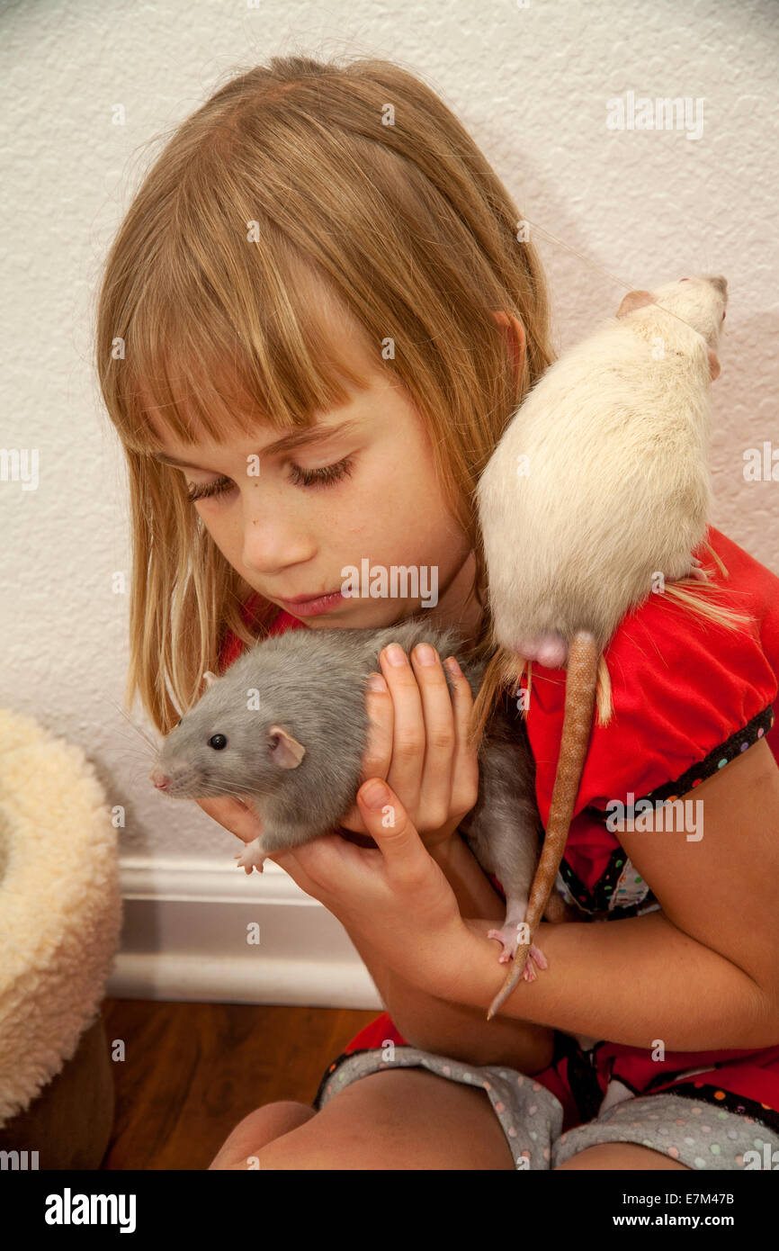 Ein acht-Year-Old Girl spielt mit ihrem Haustieren Ratten zu Hause in Lake Forest, Kalifornien. Die weiße Ratte ist ein Siamese, die blaue Ratte ein Misty Blue Stockfoto