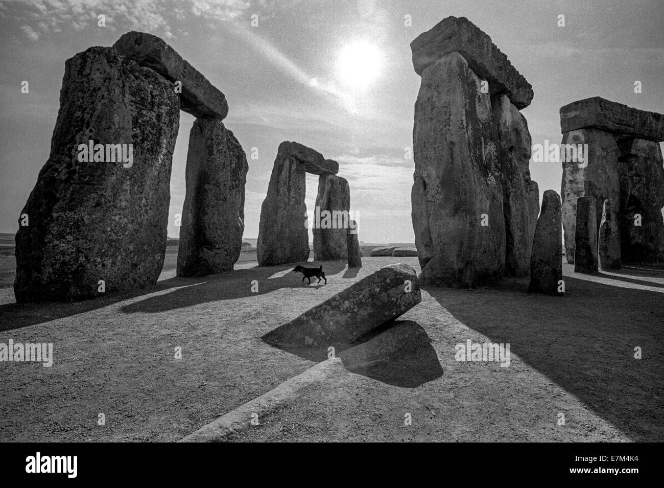 Am späten Nachmittag geht ein streunender Hund durch Stonehenge, ein prähistorisches Monument befindet sich in Wiltshire, England, an Salisbury Plain. Beachten Sie lange Schatten. Stockfoto