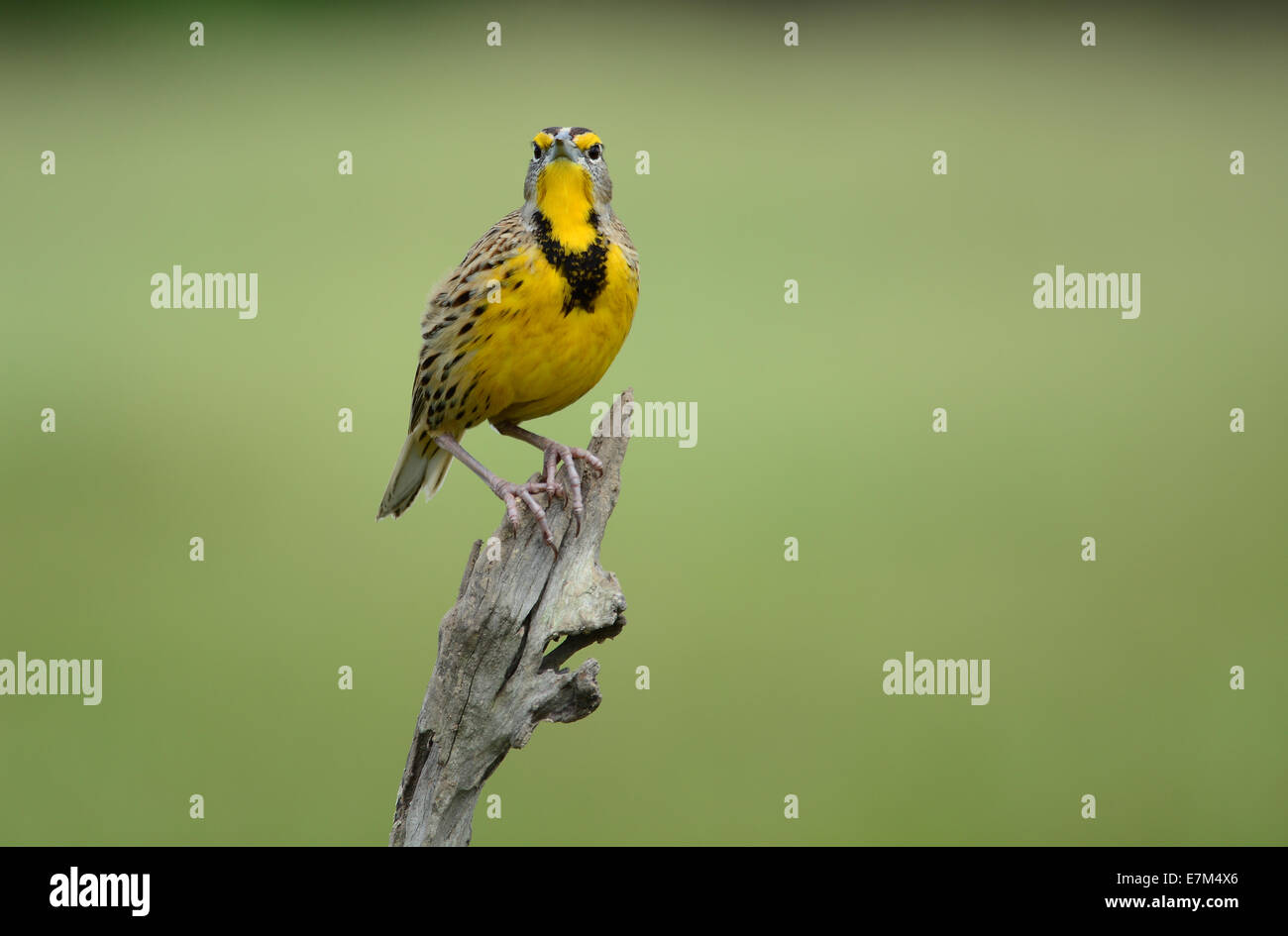 Wunderschönen östlichen Meadowlark männlich thront auf einem Zaunpfahl Stockfoto