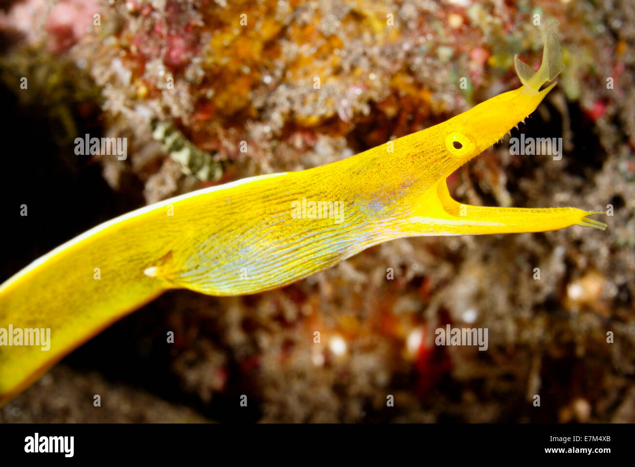 Weibliche Blue Ribbon Eel, Rhinomuraena quaesita. Tulamben, Bali, Indonesien. Bali Sea, Indischer Ozean Stockfoto