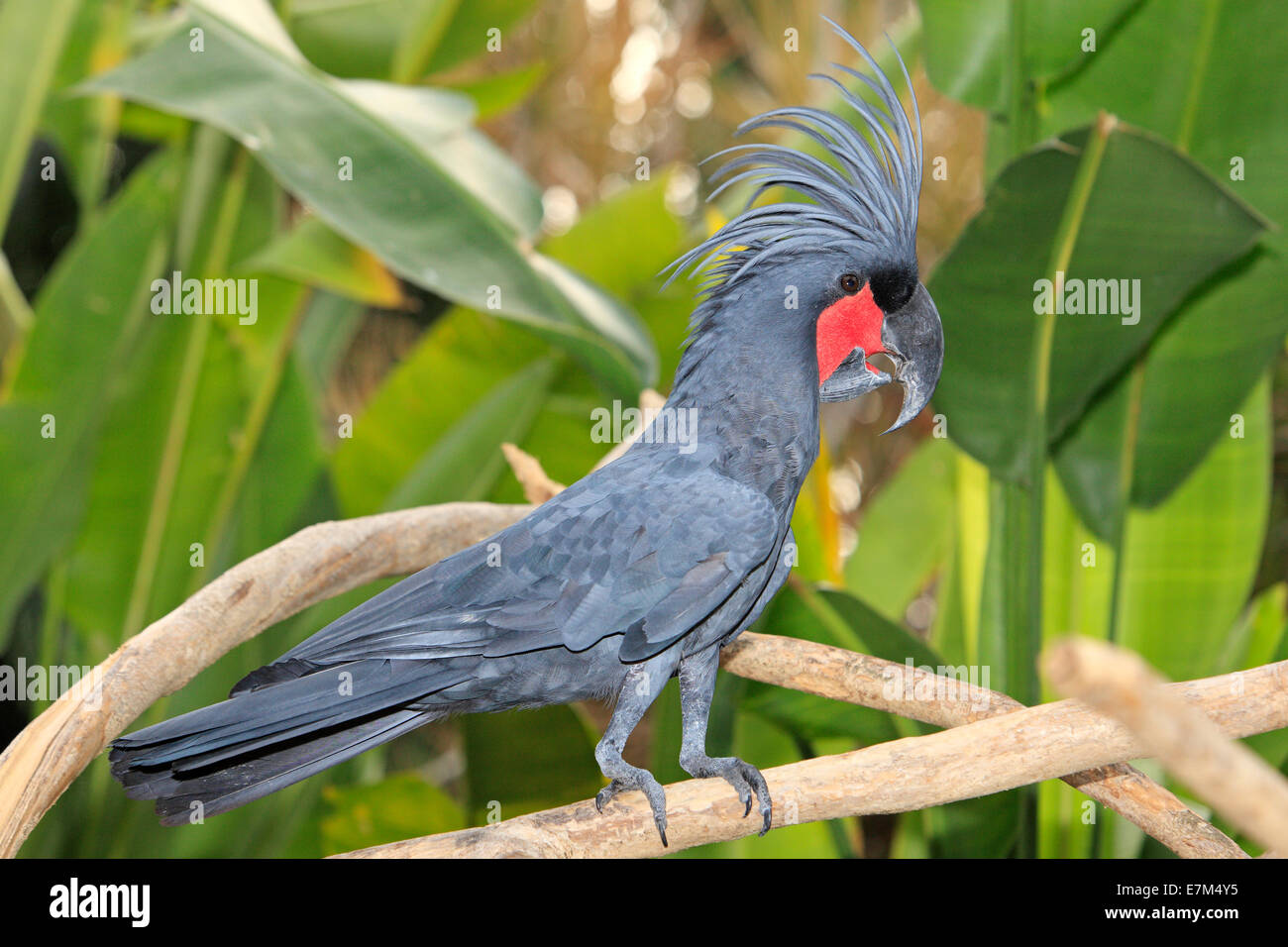 Probosciger aterrimus goliath Fotos und Bildmaterial in hoher