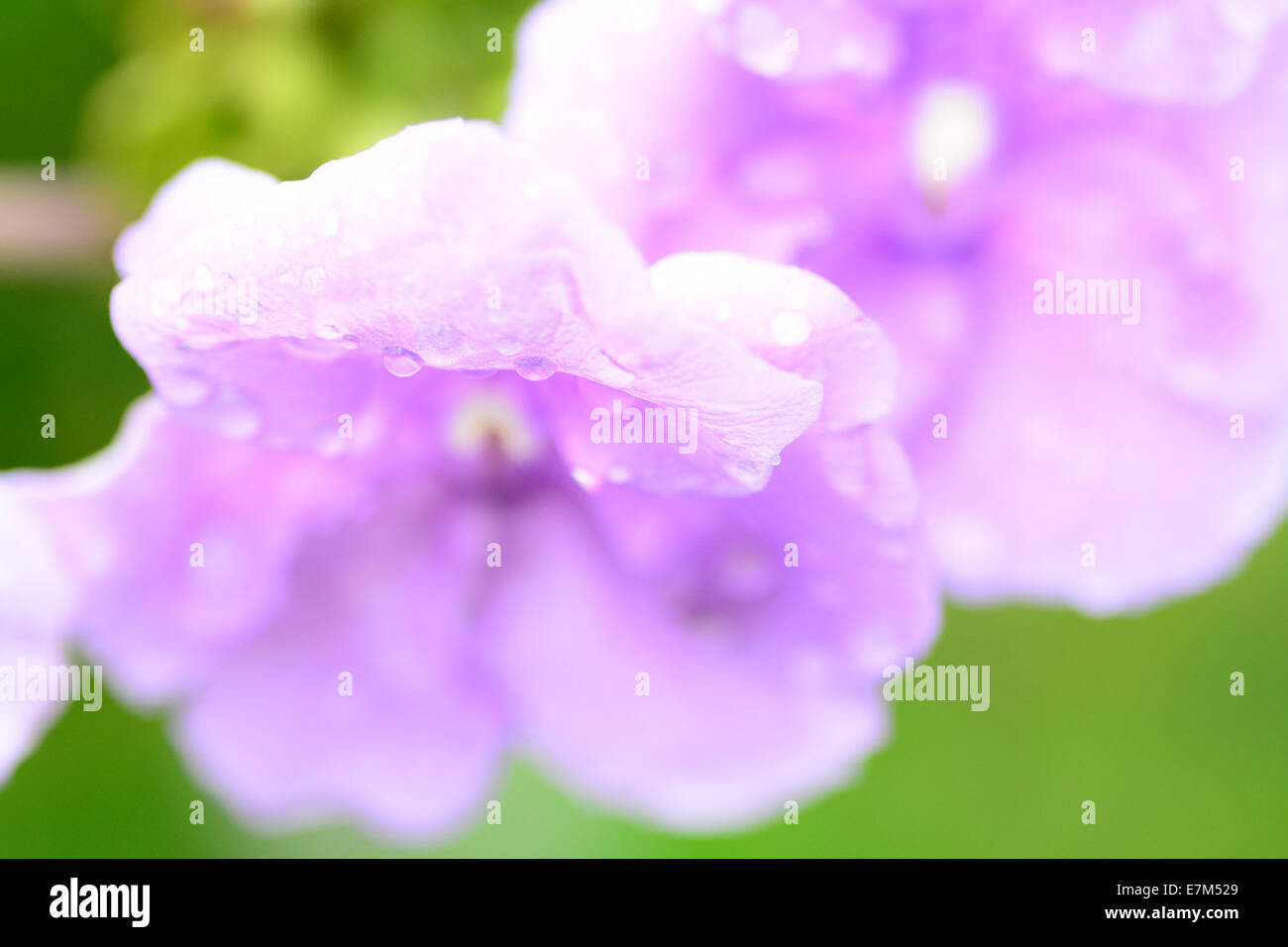 Makroaufnahme mit flachen Fokus auf kleine Blüten mit Regentropfen Stockfoto