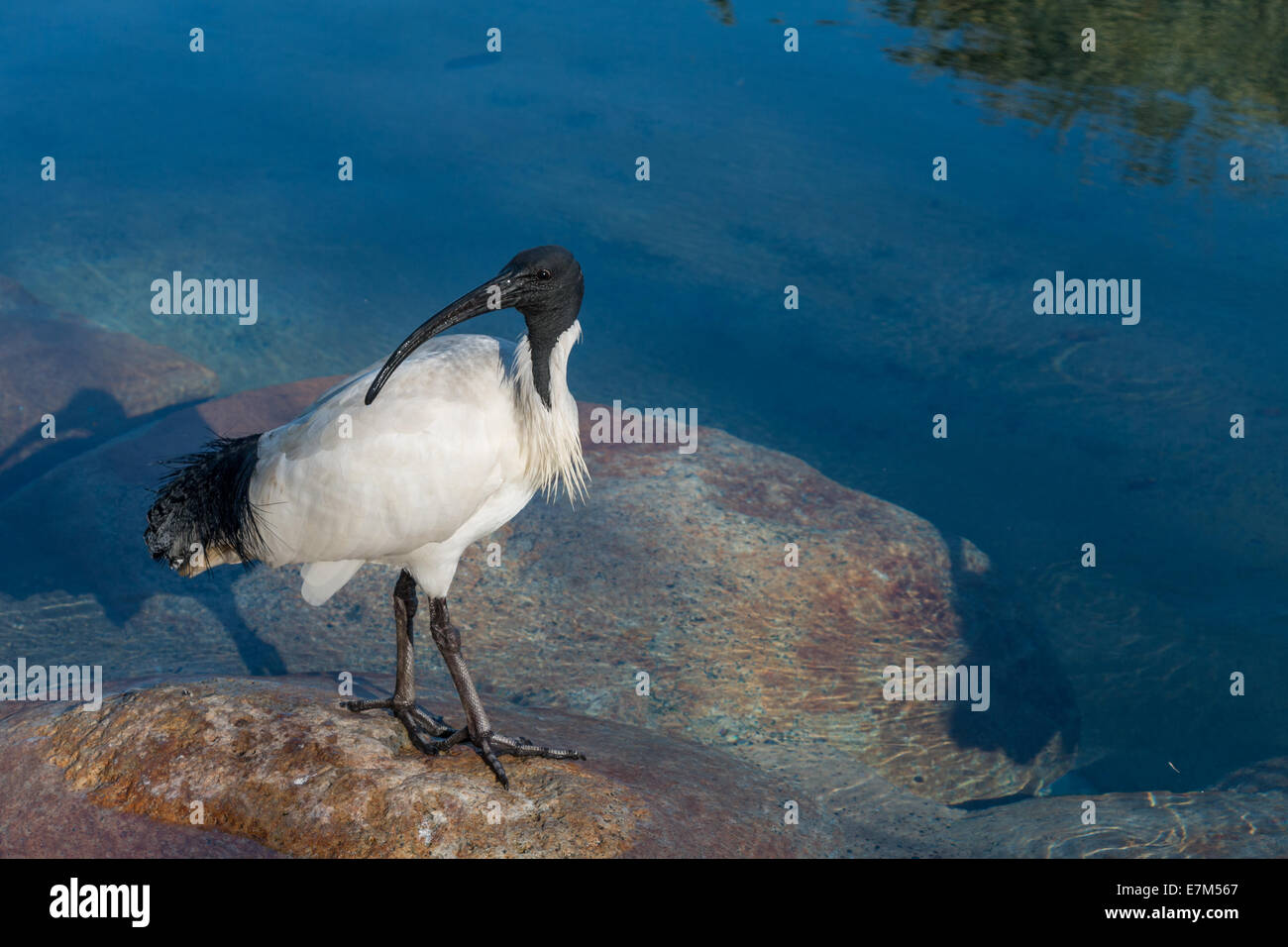 Weißer Ibis - australischen Vogel Stockfoto