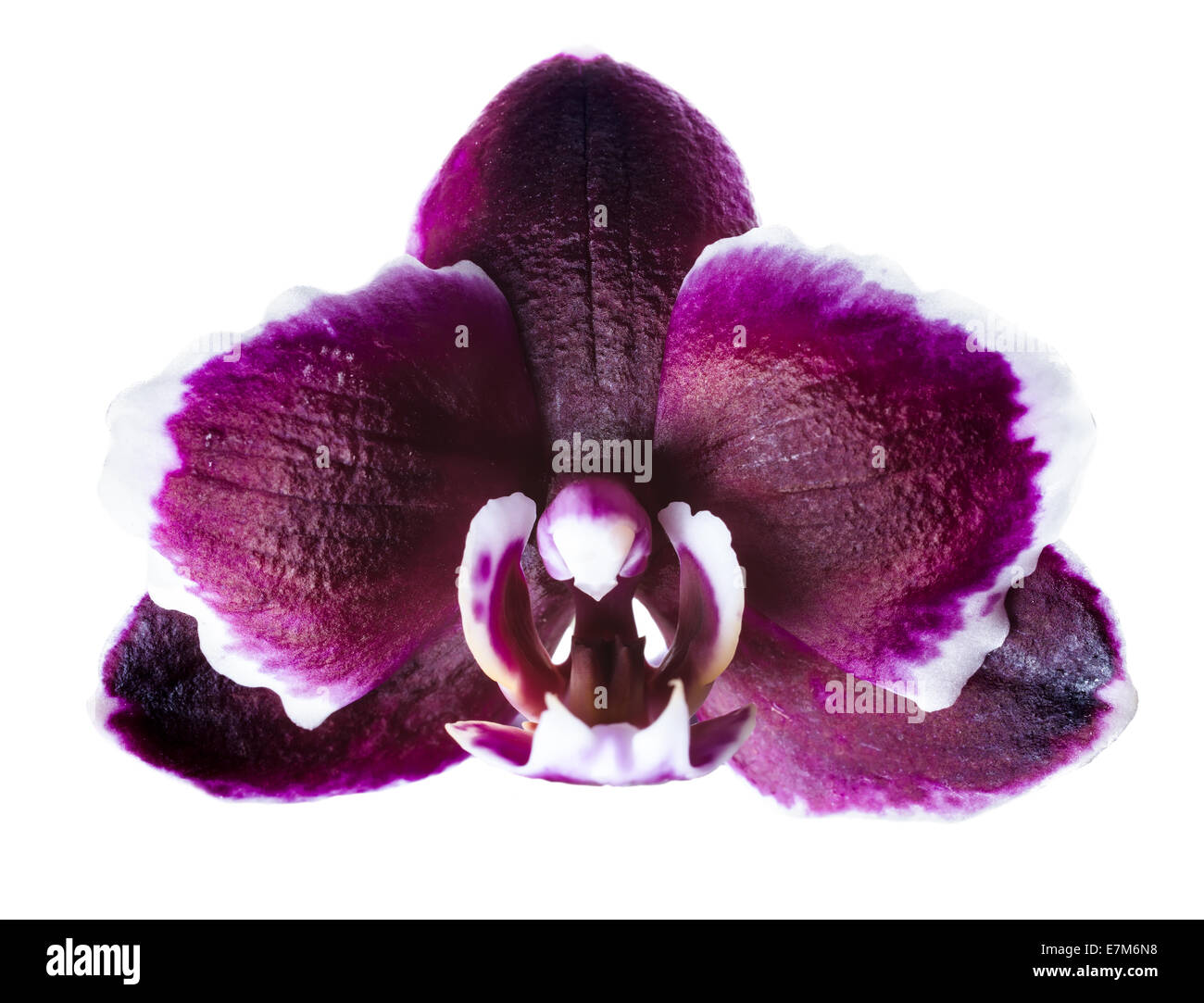 Nahaufnahme des Kopfes Kirschbaum dunkel mit weißen Rand Orchideen Phalaenopsis ist isoliert auf weißem Hintergrund Stockfoto