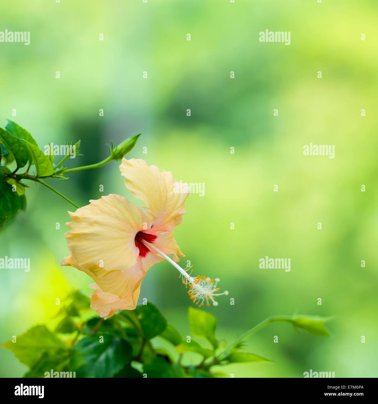 Pfirsich-Hibiskus Blüte auf grünen unscharfen Hintergrund, Nahaufnahme Stockfoto
