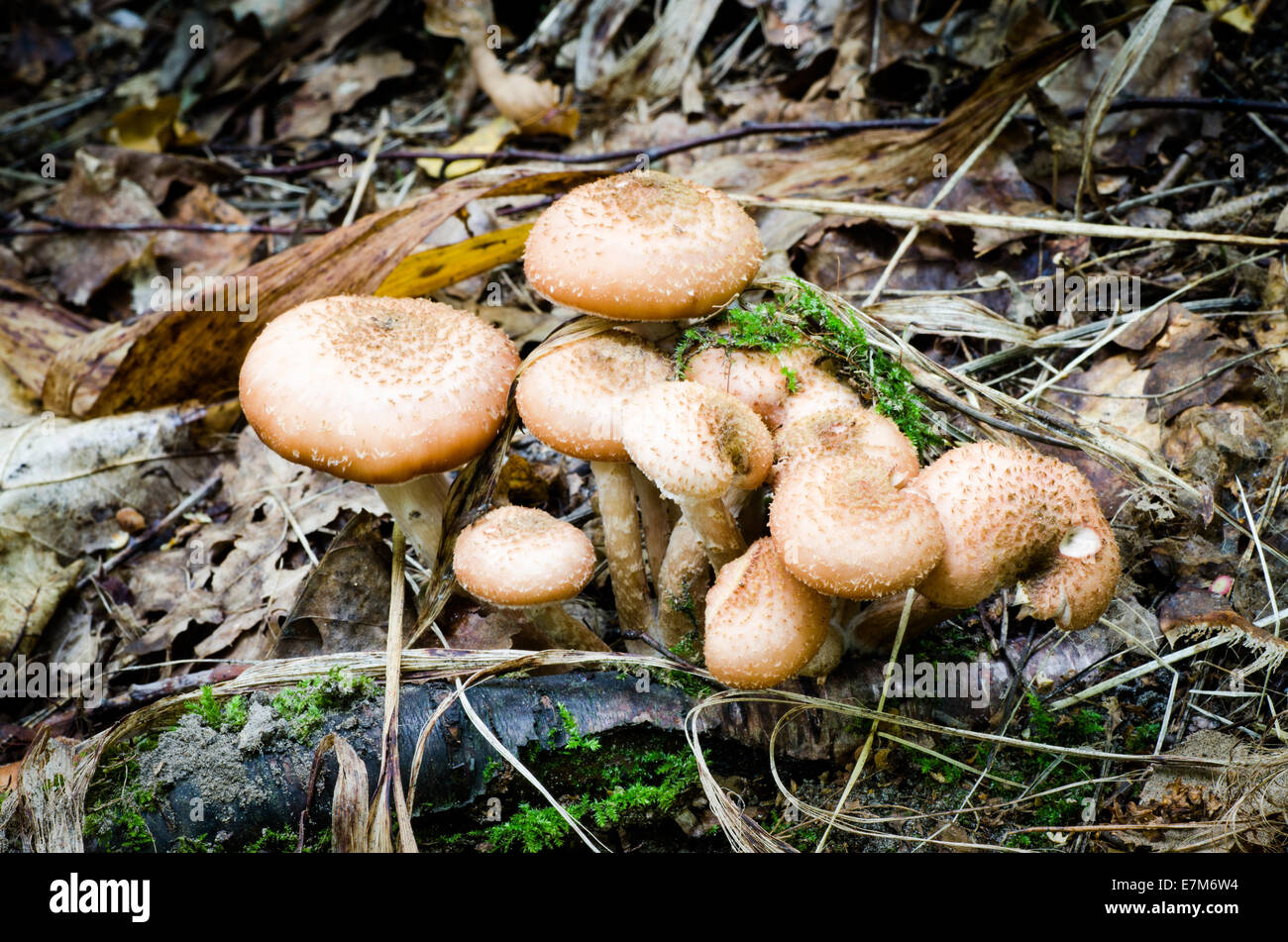 Honig Pilz Armillaria Ostoyae im Wald Stockfoto