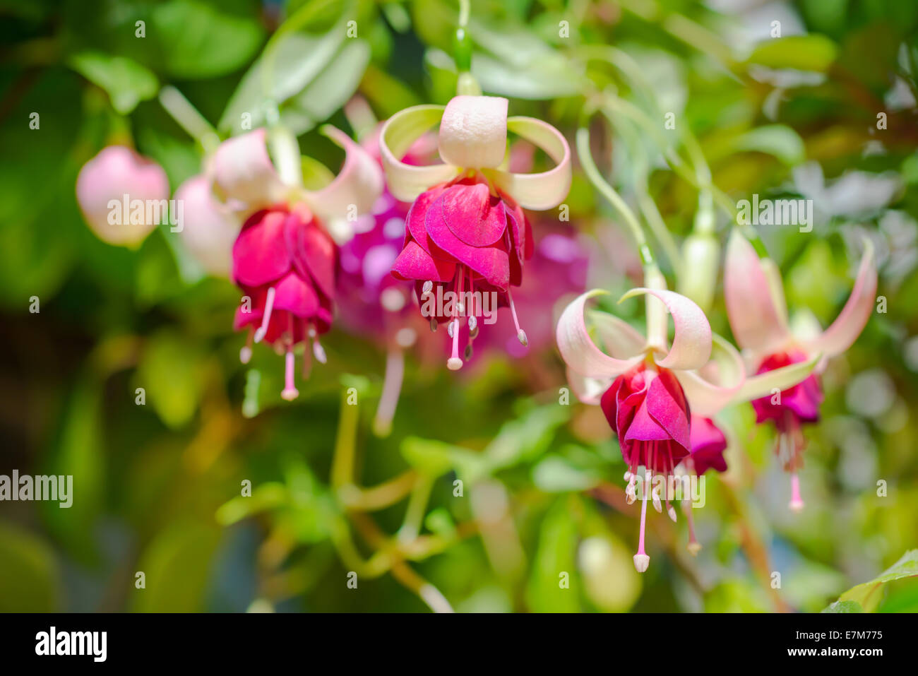 blühende Zweig exotische rote und weiße Fuchsie auf Natur, "Mood Indigo" Stockfoto