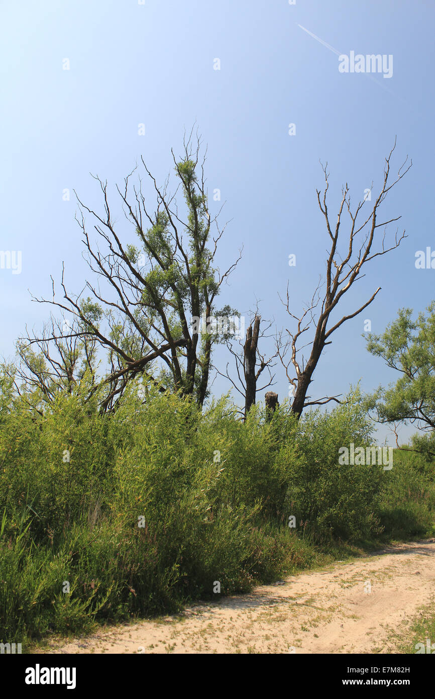 Verdorrten Baum auf der Spur Stockfoto