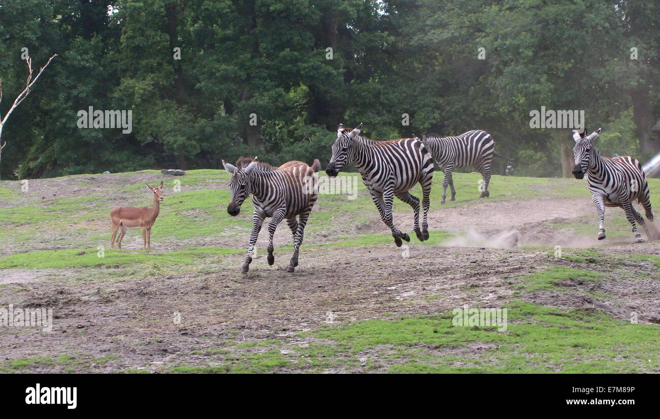 Grant Zebras (Equus Quagga Boehmi) jagten einander auf der weiten Savanne der Dierenpark Emmen Zoo, Niederlande Stockfoto