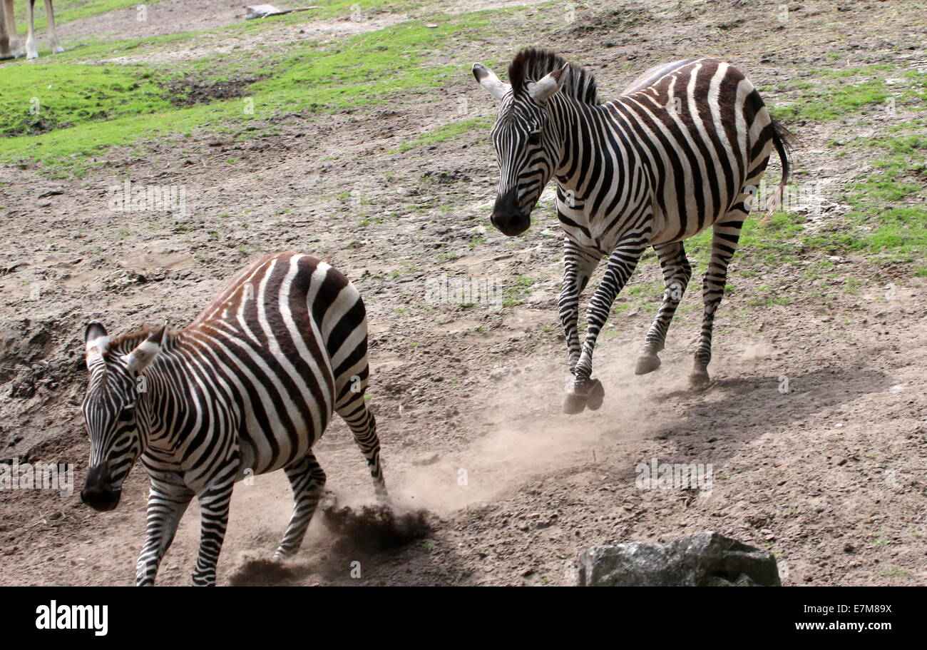 Schnell laufen & temperamentvolle Grant-Zebras (Equus Quagga Boehmi) auf der Savanne Dierenpark Emmen Zoo, Niederlande Stockfoto