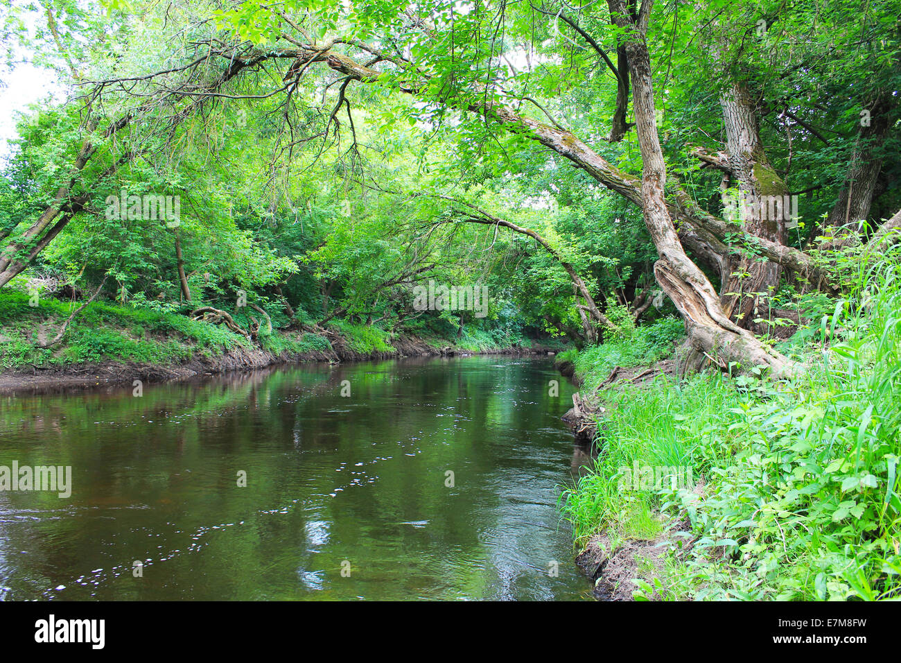 Dicht bedeckt mit Wald Stockfoto