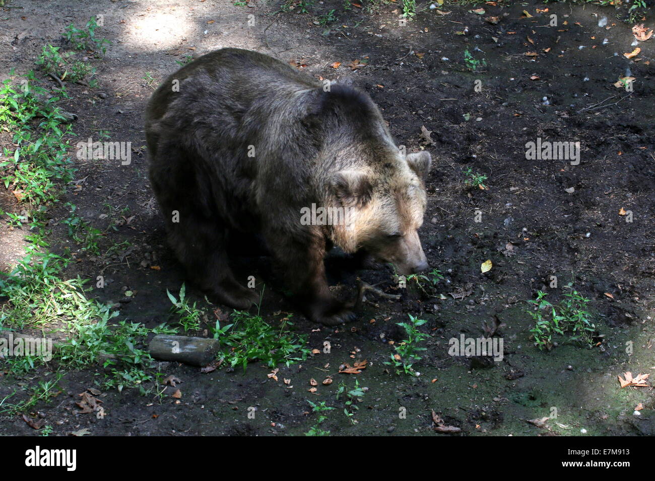 Europäischer Braunbär im großen Bären Wald in Ouwehands Dierenpark Zoo Rhenen, Niederlande Stockfoto