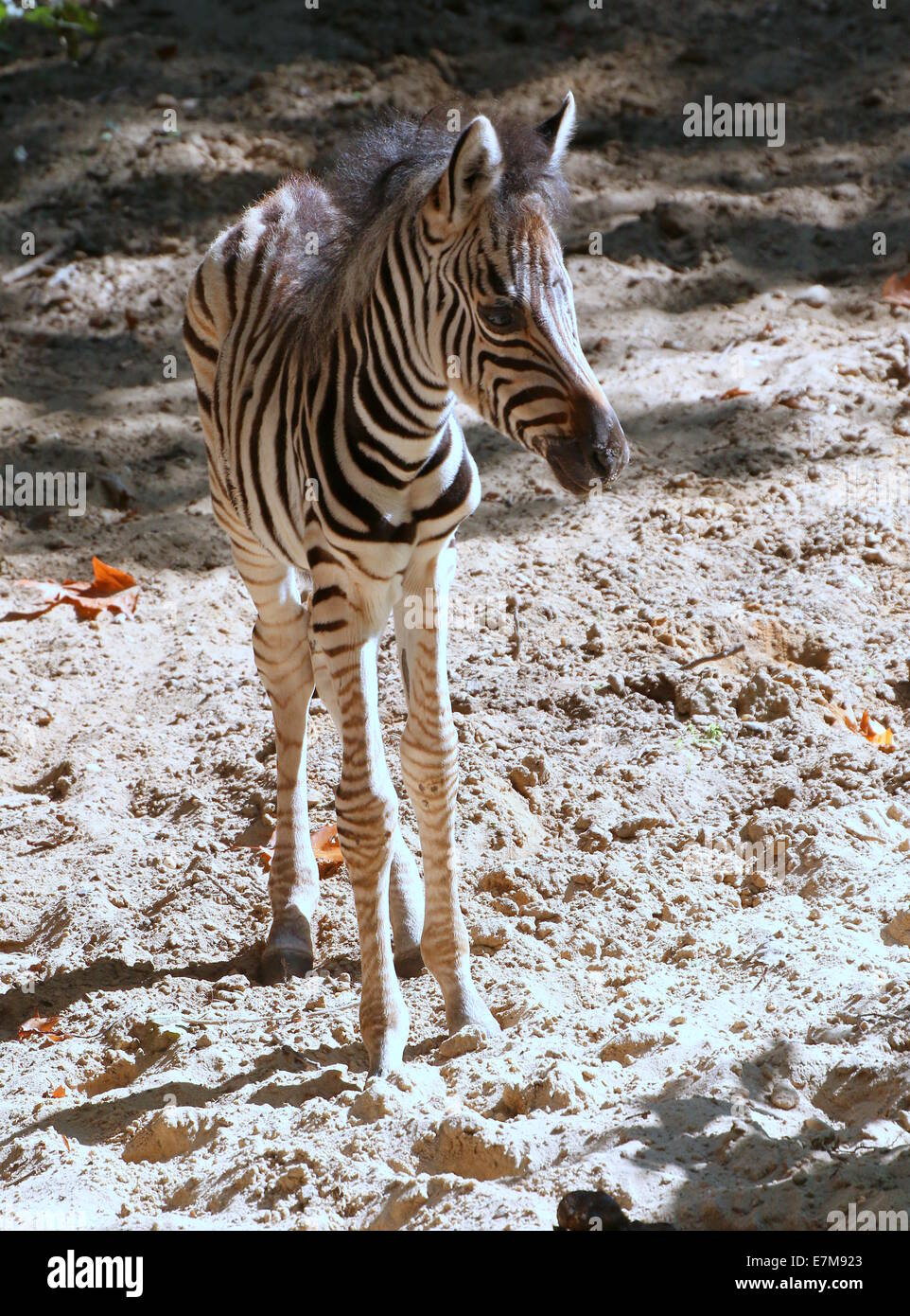 Sehr junge Chapman Zebra Fohlen (Equus Quagga Chapmani) Stockfoto