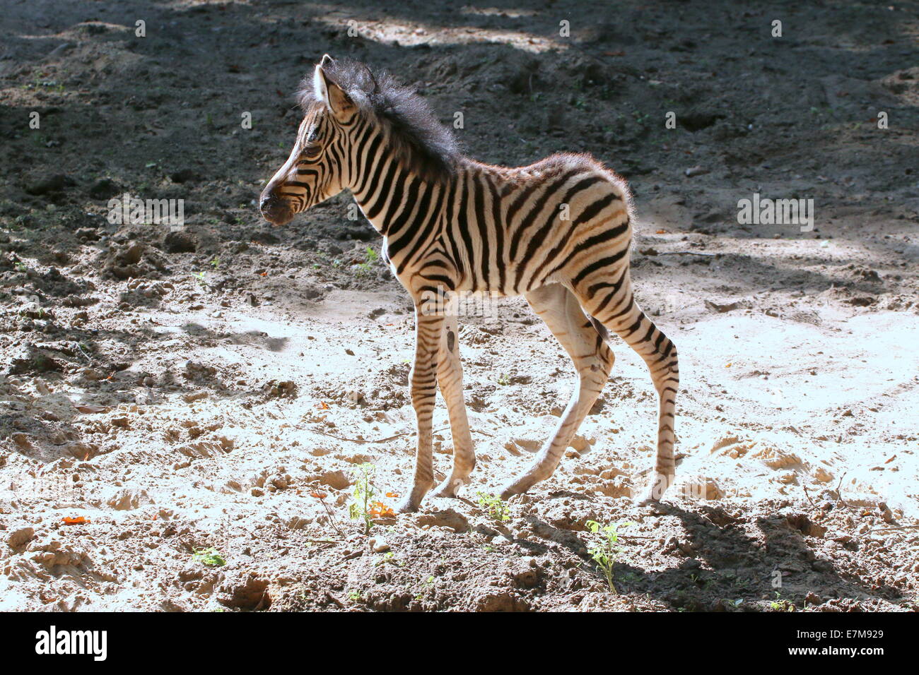 Einen Monat alt Chapman Zebra Fohlen (Equus Quagga Chapmani) zu Fuß auf eine sandige Ebene in der Sonne Stockfoto