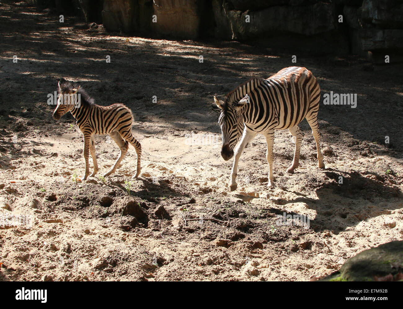 Einen Monat alt Chapman Zebra Fohlen (Equus Quagga Chapmani) zusammen mit ihrer Mutter in Rhenens Ouwehand Zoo Stockfoto