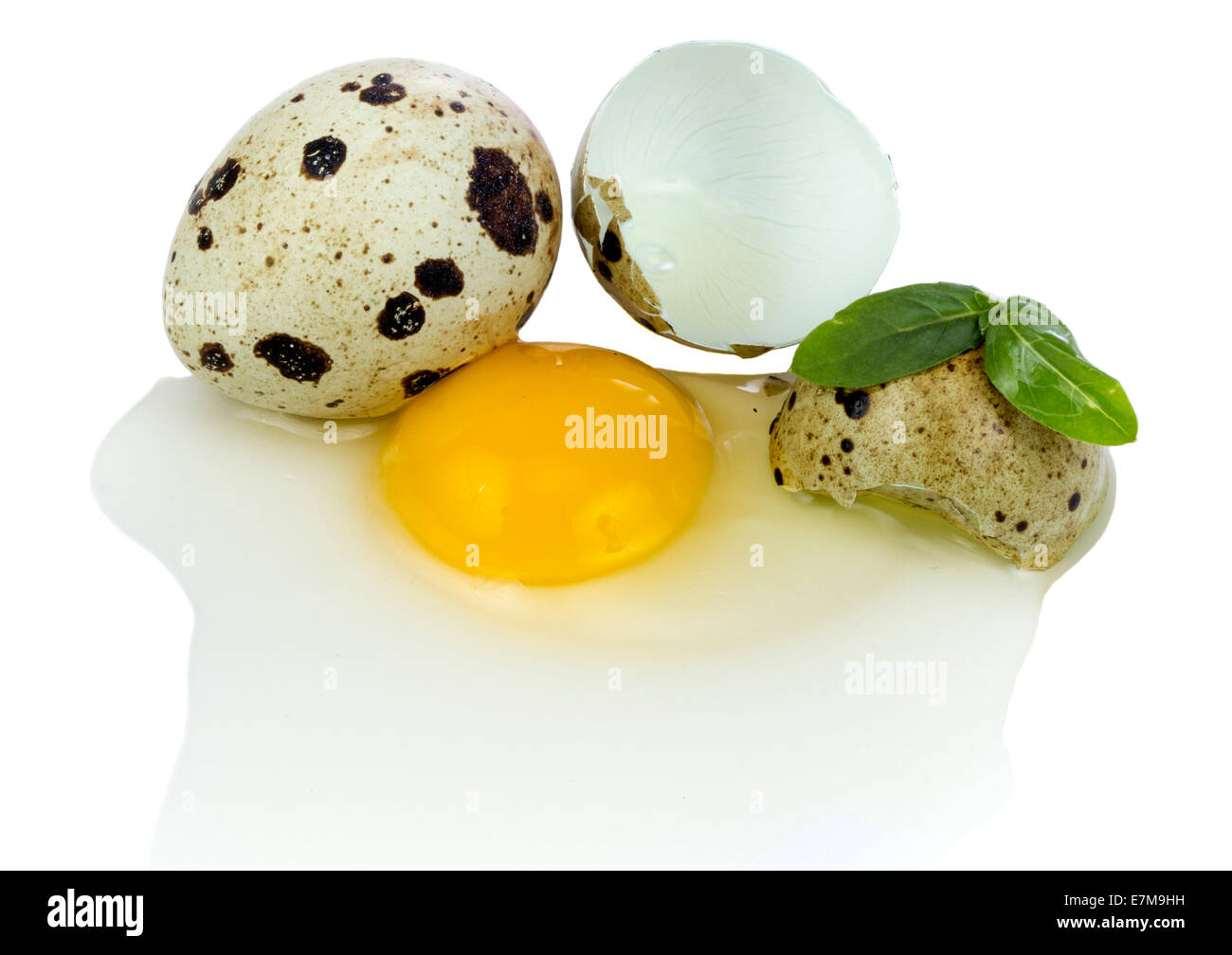 Eigelb und Wachtel-Ei mit Feder isoliert auf weißem Hintergrund Stockfoto
