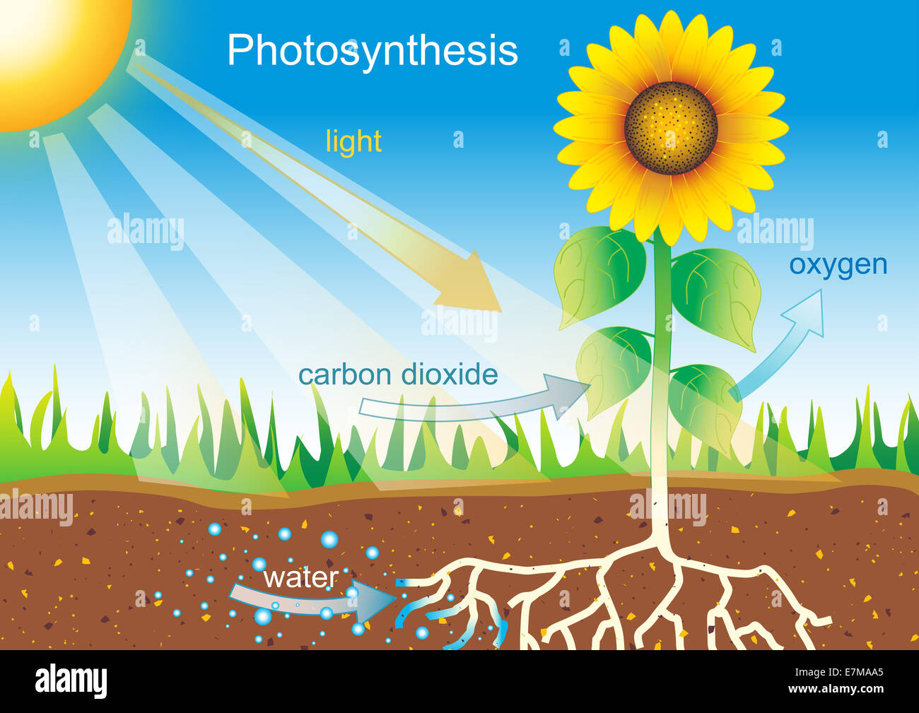 Photosynthese-Prozessdiagramm mit Sonnenblumenillustration, ideal für wissenschaftliche Ausbildung, Biologiestudien und Umweltbewusstsein Stockfoto