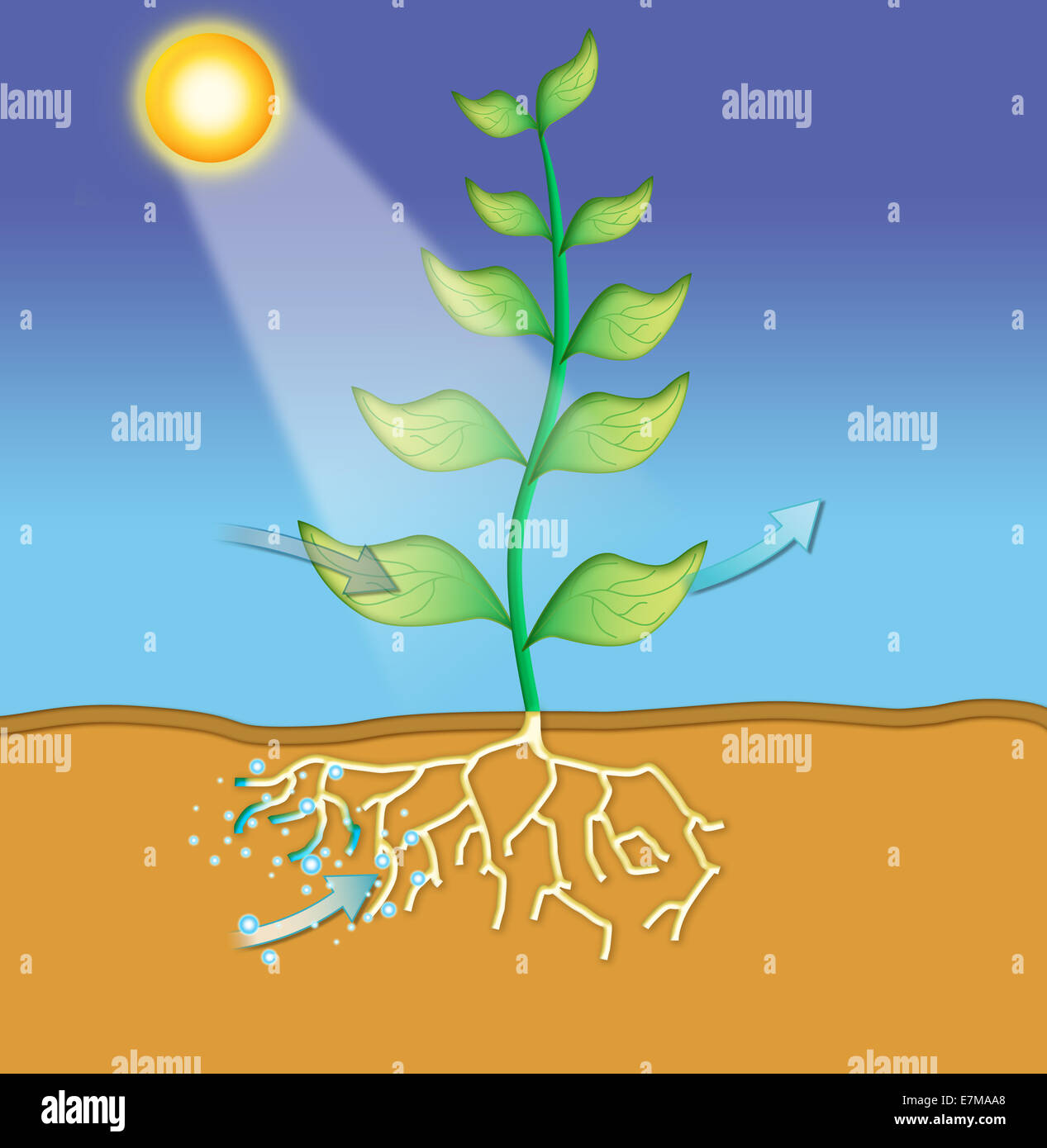 Photosynthese und Wasserabsorption in Pflanzen – Illustration der Bildungswissenschaften ideal für Biologieunterricht, Umweltwissenschaften und Botanik Stockfoto