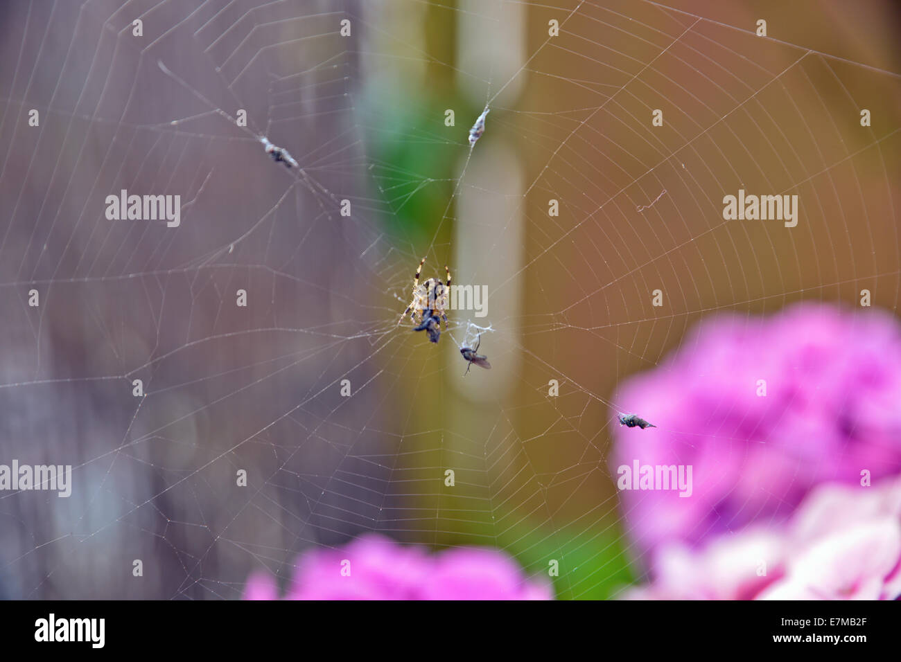 Spinne im Web mit Gefangenen fliegen Stockfoto