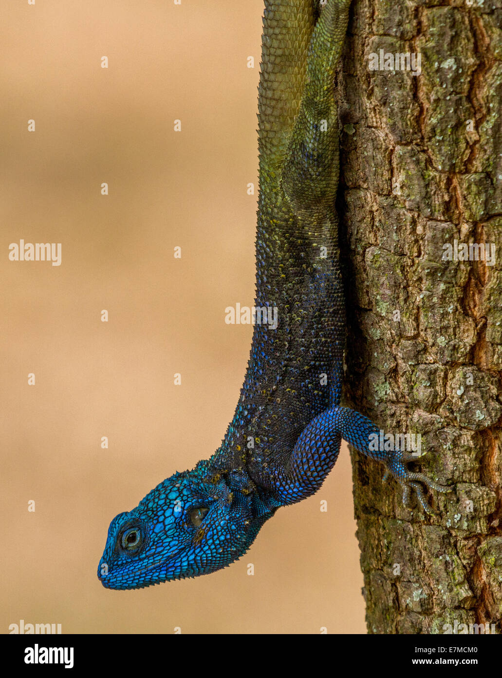 Eine Bartagame klettert einen Baum zu Fällen. In freier Wildbahn in Uganda, Afrika gedreht. Stockfoto