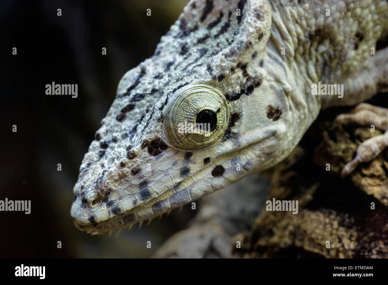 Tiere: junge Chamaeleolis Barbatus (falsches Chamäleon), close-up Portrait auf dunklem Hintergrund Stockfoto