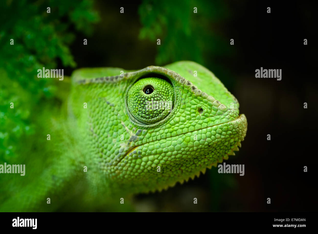 Tiere: junge grüne Kap Zwerg Chamäleon Bradypodion Pumilum, nachschlagen, close-up Portrait auf dunklem Hintergrund Stockfoto