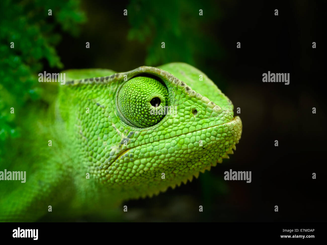 Tiere: junge grüne Kap Zwerg Chamäleon Bradypodion Pumilum, wir freuen uns, close-up Portrait auf dunklem Hintergrund Stockfoto