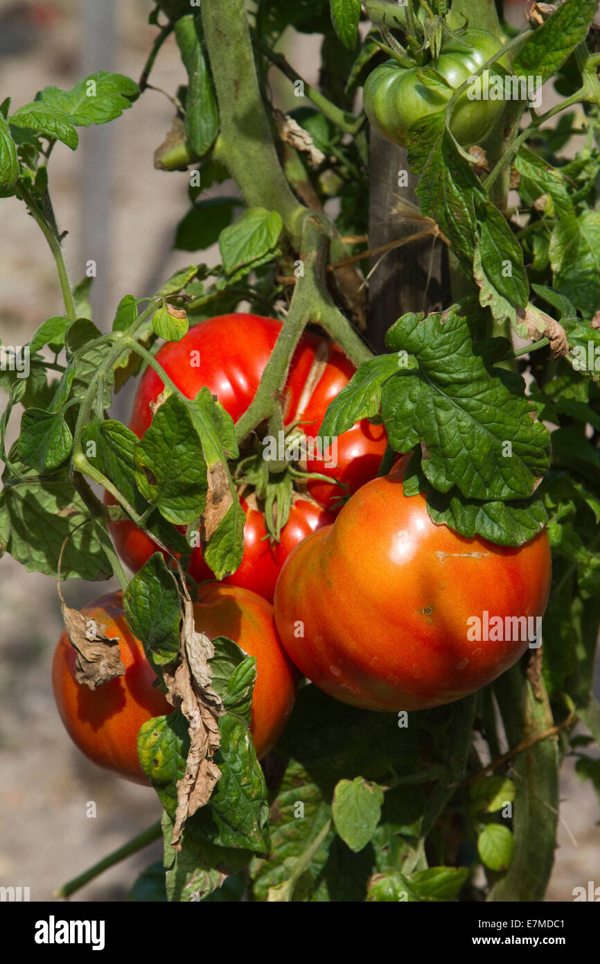 Tomatenpflanze Stockfoto
